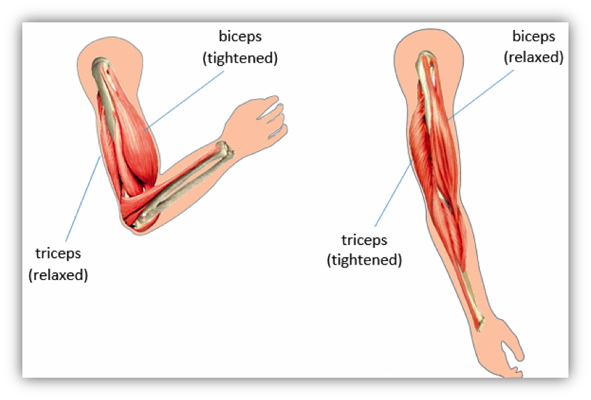 تغییرات تون عضلات بایسپس و تریسپس هنگام خم و راست کردن دست