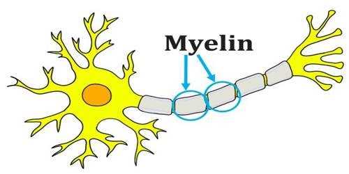 علت اصلی خارش ام اس تخریب غلاف میلین (Myelin) در سلول های عصبی مغز و نخاع است